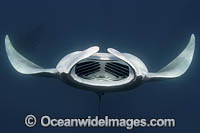 Caribbean Manta Ray Photo - Andy Murch
