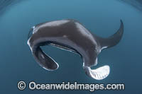 Caribbean Manta Ray Photo - Andy Murch