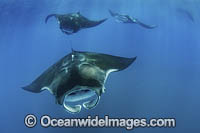 Caribbean Manta Ray Photo - Andy Murch