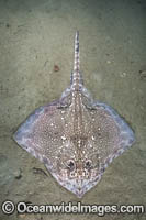 Thornback Skate Photo - Andy Murch
