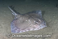 Thornback Skate Photo - Andy Murch