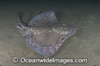 Thornback Skate Photo - Andy Murch