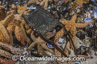 White Skate Egg Case Photo - Andy Murch