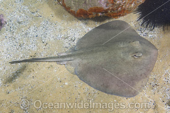 Eastern Shovelnose Stingaree photo Eastern Shovelnose Stingaree photo