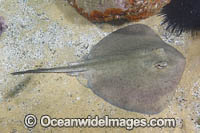 Eastern Shovelnose Stingaree Photo - Andy Murch