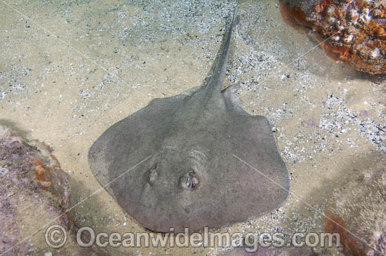 Eastern Shovelnose Stingaree photo Eastern Shovelnose Stingaree photo