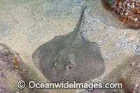 Eastern Shovelnose Stingaree Photo - Andy Murch