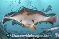 Red Stingray Photo - Andy Murch