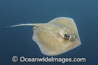 Southern Stingray Photo - Andy Murch