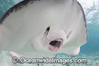 Southern Stingray Photo - Andy Murch