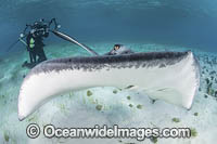 Southern Stingray Photo - Andy Murch