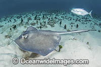 Southern Stingray Photo - Andy Murch