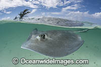 Southern Stingray Photo - Andy Murch
