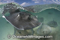 Southern Stingray Photo - Andy Murch