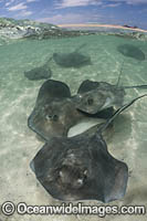 Southern Stingray Photo - Andy Murch