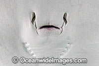 Southern Stingray Photo - Andy Murch