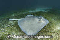 Southern Stingray Photo - Andy Murch