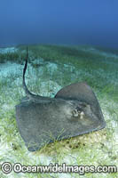 Southern Stingray Photo - Andy Murch