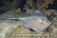 Southern Stingray Photo - Andy Murch