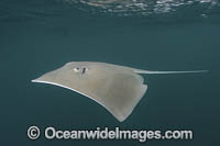 Longnose Stingray Photo - Andy Murch