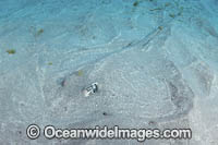 Longtail Stingray Photo - Andy Murch