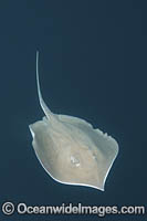 Longnose Stingray Photo - Andy Murch