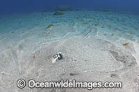 Longtail Stingray Photo - Andy Murch