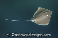 Longnose Stingray Photo - Andy Murch