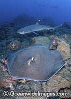 Longtail Stingray Photo - Andy Murch