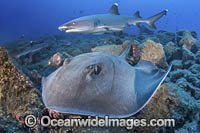 Longtail Stingray Photo - Andy Murch