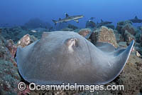 Longtail Stingray Photo - Andy Murch