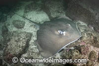 Longtail Stingray Photo - Andy Murch