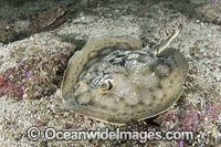 Leopard Round Stingray Photo - Andy Murch