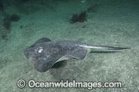 Smooth Stingray Photo - Andy Murch