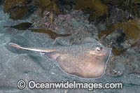 Sepia Stingray Photo - Andy Murch