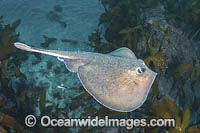 Sepia Stingray Photo - Andy Murch