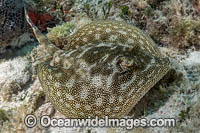 Yellow Spotted Stingray Photo - Andy Murch