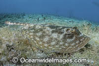 Yellow Spotted Stingray Photo - Andy Murch
