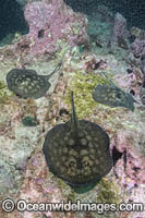 Haller's Round Stingray Photo - Andy Murch