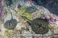 Haller's Round Stingray Photo - Andy Murch