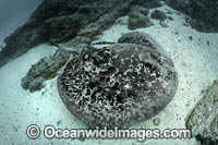Blotched Stingray Photo - Andy Murch