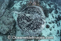 Blotched Stingray Photo - Andy Murch
