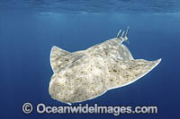 Pacific Angelshark Photo - Andy Murch