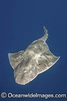 Pacific Angelshark Photo - Andy Murch