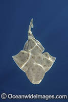 Pacific Angelshark Photo - Andy Murch