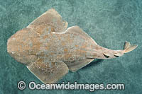 Japanese Angelshark Photo - Andy Murch