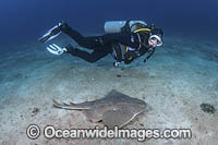 Japanese Angelshark Photo - Andy Murch