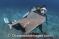 Japanese Angelshark Photo - Andy Murch