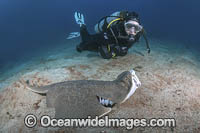 Japanese Angelshark Photo - Andy Murch