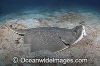 Japanese Angelshark Photo - Andy Murch